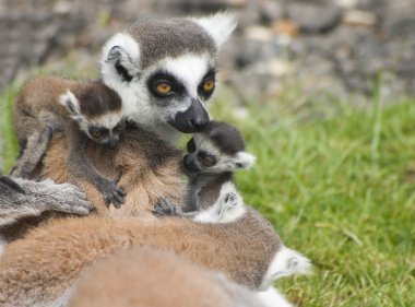 Anne ile bebek Lemurlar