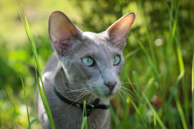 ev yapımı çıtır çıtır patates kızartması.