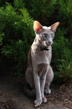 ev yapımı çıtır çıtır patates kızartması.