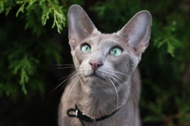 ev yapımı çıtır çıtır patates kızartması.