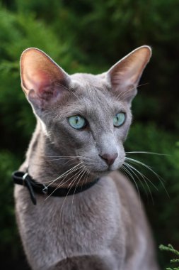 ev yapımı çıtır çıtır patates kızartması.