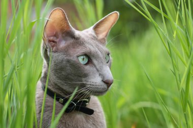 ev yapımı çıtır çıtır patates kızartması.