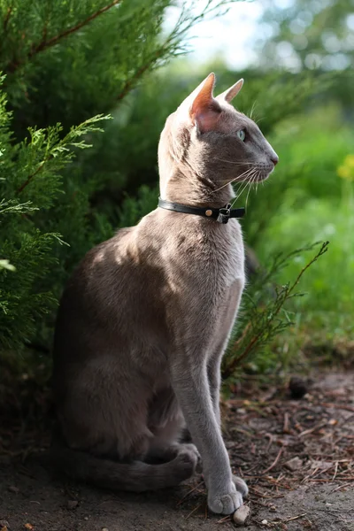 Серая восточная кошка . — стоковое фото