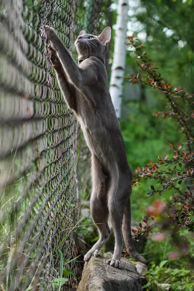 Gato oriental gris . — Foto de Stock