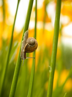 Zambak kök üzerinde sürünerek salyangoz.
