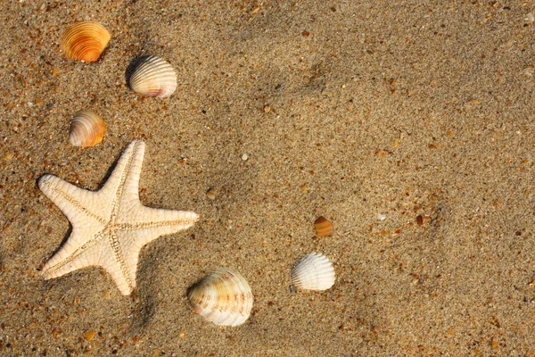 Starfish with seashells on a sandy background. — Stock Photo, Image