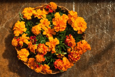 Kadife çiçeği çiçek bir hasır sepet.