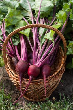 Hasır sepet içinde genç pancar.