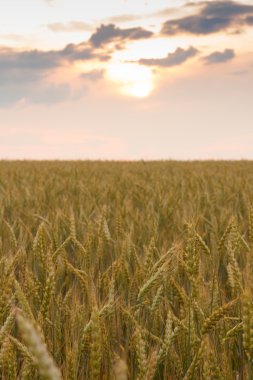 Mavi gökyüzünde altın hasat.