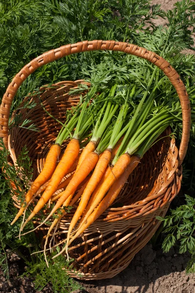 Zanahorias jóvenes en una canasta de mimbre . — Foto de Stock
