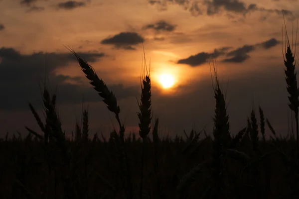 Weizenfeld unter dem Sonnenuntergang. — Stockfoto