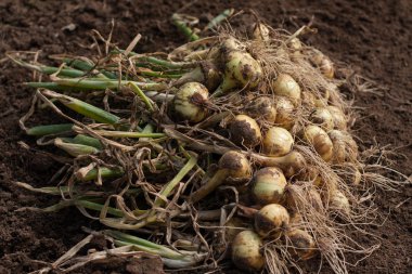 Taze toprak yüzeyi dünya üzerindeki kurutma kazdık soğan.