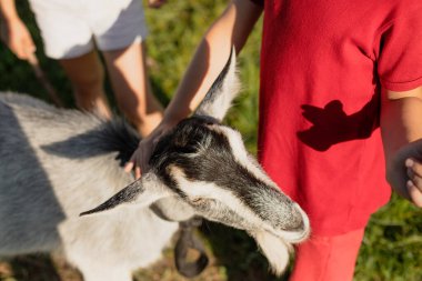 Children Stroked Pet Home Goat Outdoors In Village In Sunny Day In Summer Close-Up.