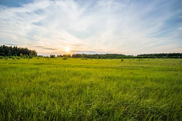 Beautiful Summer Landscape Meadow Young Green Grass Sunrise Sunset Sun — Foto de Stock