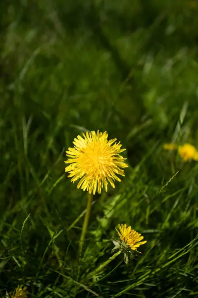 Gul Blomma Maskros Taraxacum Ängen Med Ung Grön Gräs Solig — Stockfoto