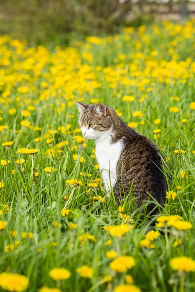 Cute Cat Mixed Breed White Brown Color Grass Yellow Dandelions Stok Fotoğraf