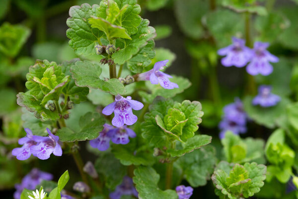 Красивые натуральные травяные голубые цветы Glechoma Hederacea растет на лугу в весеннее время Close Up.