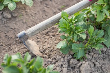 Hill Potato. Hand Of Female Gardener Hoe Potatoes On Potatoe Fields Close Up. Work On Potato Field.
