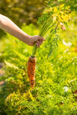Fresh Orange Carrot (Daucus Carota Subsp. Sativus) With Green Haulm In Hand Child In Sunny Day On Vegetable Garden In Summer Close Up.