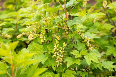 Flowering Currants (Ribes Rubrum) Of Bush Grow In Garden In Spring Close Up.