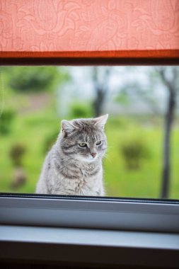 Cute Cat Gray Color Sits And Looks In Window Of House Outdoors Outside In Spring In Garden Close Up.