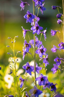 Beautifil Blue Delphinium (Delphinium Elatum) Flowers Blooming On Flowerbed In Sunny Day In Summertime Close Up.