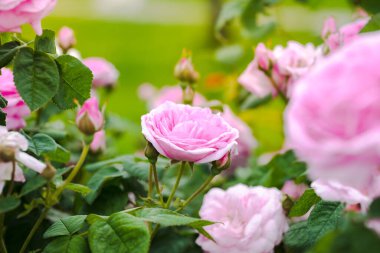 Beautiful Fragrant Flowers Of Classification Roses Color Pink Grows In Garden In Summer Close Up.