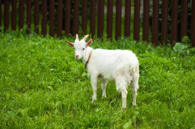 Cute Male Domestic White Goat Baby On Grass On Free Walk In Meadow In Village.