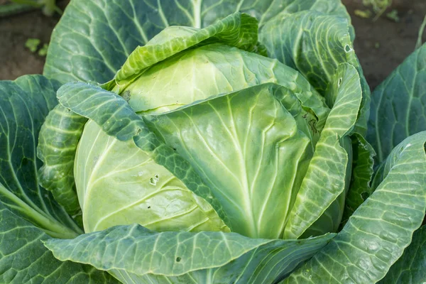 Frischer Kohl Der Sommer Auf Dem Feld Wächst Aus Nächster — Stockfoto