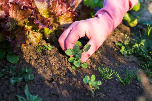 Female Hand Working Rubber Glove Weeding Weeds Vegetable Garden Sunny — Stock Photo, Image