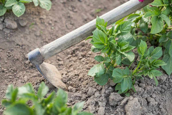 Ziemniak Górski Ręka Ogrodnika Hoe Potatoes Potatoe Fields Zamknąć Praca — Zdjęcie stockowe