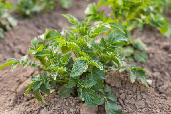 Grön Växt Potatis Solanum Tuberosum Odla Potatisfält Utomhus Sommaren Närbild — Stockfoto