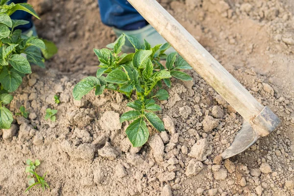 Närbild Grön Växt Potatis Solanum Tuberosum Med Hand Hoe Loosen — Stockfoto