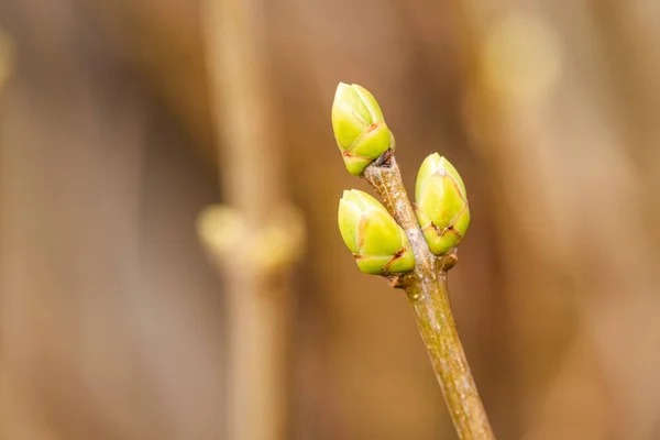 Zavřít Zelené Pupeny Lilac Stříkačka Větev Růst Zahradě Jaře Pozadí — Stock fotografie