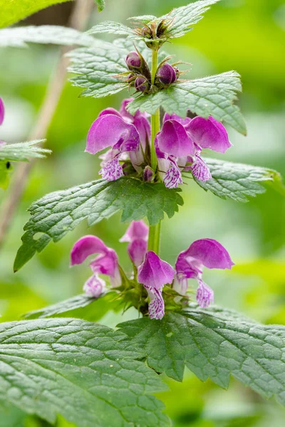 Натуральные Травяные Цветы Glechoma Hederacea Nepeta Glechoma — стоковое фото