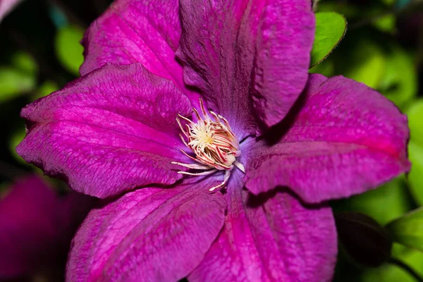 Krásný Květ Clematis Lanuginosa Rostoucí Zahradě Létě Venku Zavřít — Stock fotografie