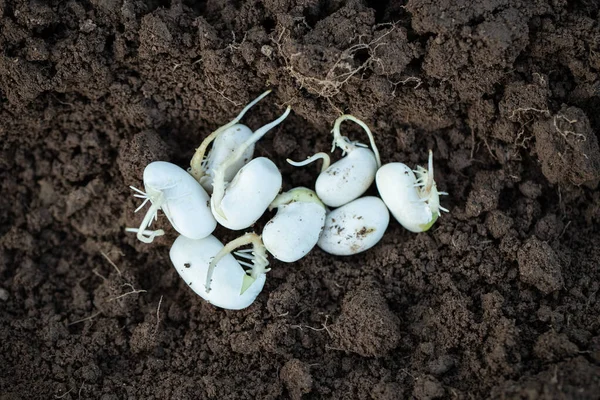 Sprouting Bean Seeds. Group Of Bean Seed With Germ On Soil Ground Close Up.