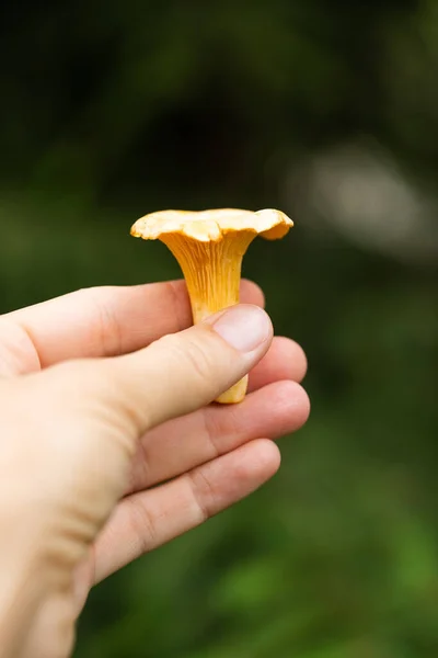 Fresh Edible Mushroom Chanterelle Hand Female Forest Close — Foto de Stock