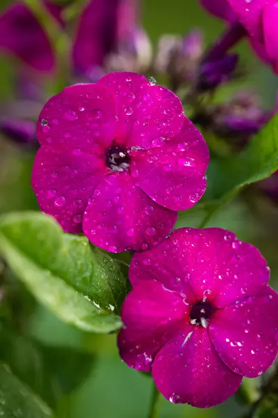 Όμορφο Πολυετές Λουλούδι Φλοξ Crimson Χρώμα Σταγόνες Νερού Πέταλα Πράσινο — Φωτογραφία Αρχείου