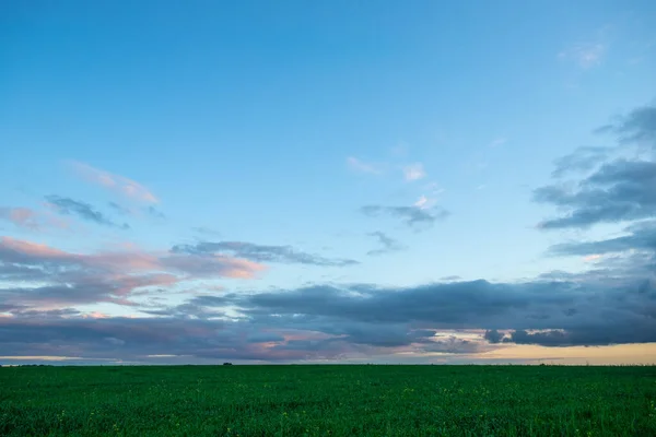 Agricultural Green Field Dramatic Clouds Blue Sky Evening Sunset Summer — Foto de Stock