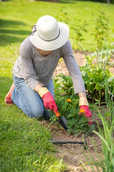 Young Woman Hat Planting Fresh Flowers Marigold Tagetes Erecta Ground — Stock Photo, Image