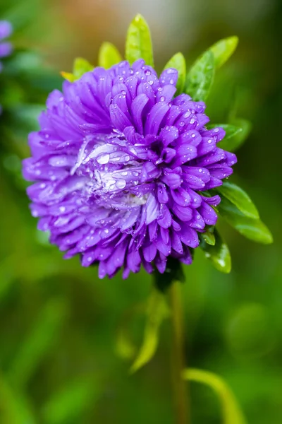 Beautiful Flower Aster Drop Waters Violet Color Grow Flowerbed Garden — Stock Photo, Image