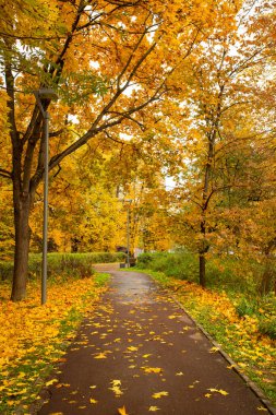 Colorful Seasonal Autumn With Wet Asphalt Road Way And With Listopad In Landscaped Scenic Park.