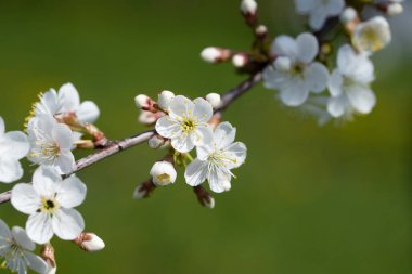 Branch With Cherry Flowers On Green Background In Sunny Day In Garden In Springtime Close Up.
