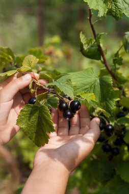 Ripe Black Berry Of Currant On Child Hand In Fruit Garden Close Up. Harvest Currant.