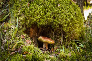 White Mushroom Boletus Edulis With Old Stump With Green Moss On Background In Forest In Autumn Close Up.