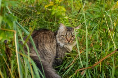 Domestic Brown Cat In Grass On Weadow Walking Outdoors In Summer Close Up.