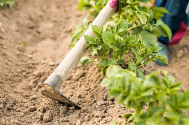 Close Up Of Green Young Plants Of Potato (Solanum Tuberosum) With Worker With Hoe On Potato Field In Summer. Work On Agricultural Field.