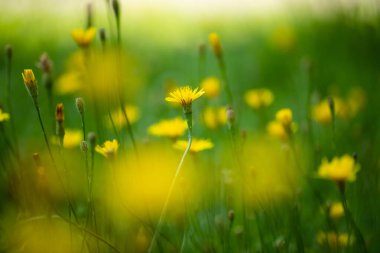 Background Of Yellow Flowers Of Roofing Skerda (Crepis Tectorum) Grow On Meadow In Summer.
