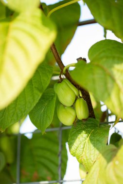 Branch With Actinidia Unripe Grow In Garden Outdoor In Summertime.